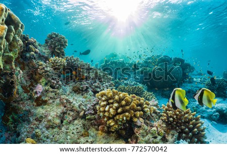 Beautiful underwater coral reef with tropical fish in the Maldives
