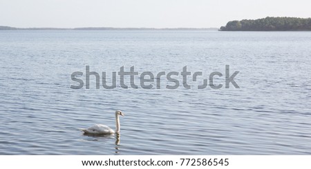beautiful white swan advances alone with nobody