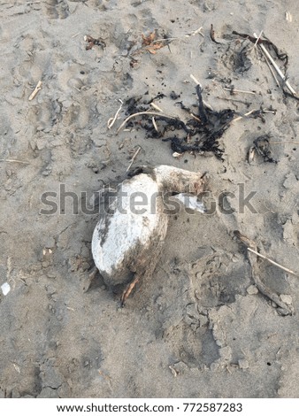 Dead penguin washed up on a beach