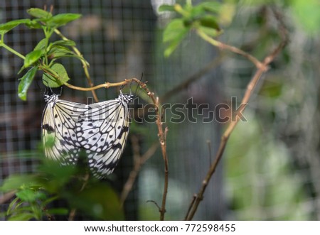 butterfly mating white