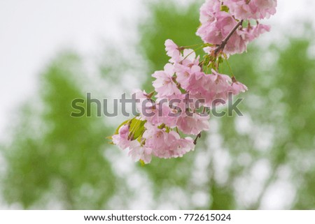 Blooming cherry in the spring park in Riga, Latvia