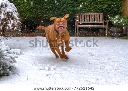 Benson, our French Mastiff (Dogue de Bordeaux), chases around in the snow, a great game for him that could go on forever as far as he is concerned.