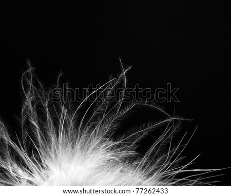 feather abstract background
See my portfolio for more