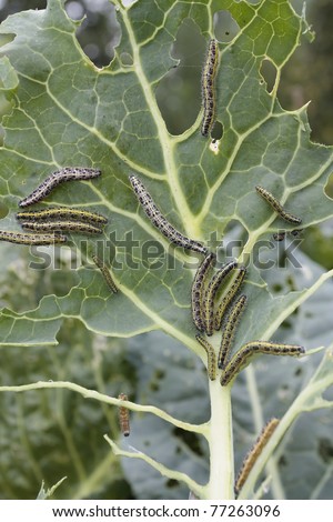 Cabbage leaf covered with caterpillars pest