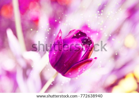 Tulips against the background of sparkling sequins on Valentine's Day