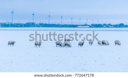 Dutch winter landscape with sheep, white frozen gras and snow, Noordoostpolder Netherlands