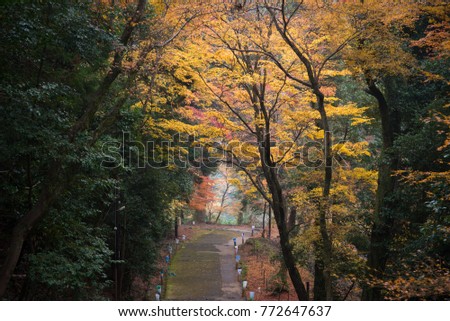 path way among the red foliage in Japan
