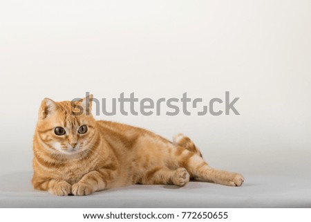 A Beautiful Domestic Orange Striped cat in strange, weird, funny positions. Animal portrait against white background.
