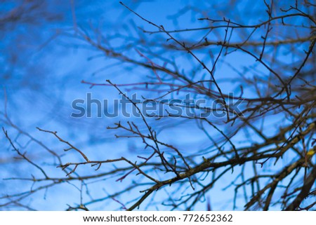 Bare tree branches in early spring against a blue sky.