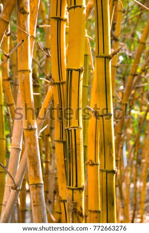 yellow bamboo in garden
