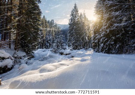 Wonderful wintry landscape. Winter mountain forest. frosty trees under warm sunlight. picturesque nature scenery. creative artistic image. Nature  Christmas landscape with Falling snow, snowflake. 