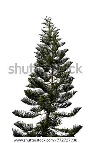 spruce tree isolated on white. christmas tree