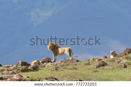 Male Lion with female (scientific name: Panthera leo, or "Simba" in Swaheli)  in the Ngorogoro National park, Tanzania