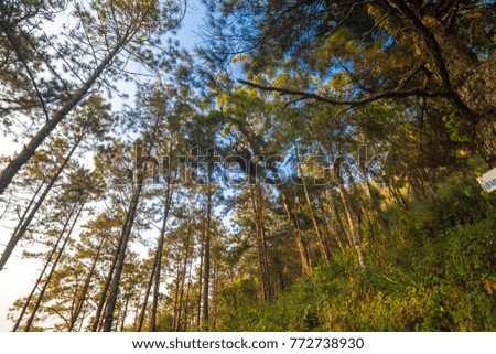 Landscape pine tree forest on the mountain uprisen view