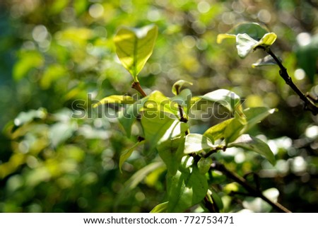 Green leaves or Green tea garden with blur background