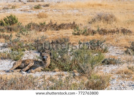 Hyena lying on the ground on a sunny day looking alert in Etosha National Park, Namibia. 
