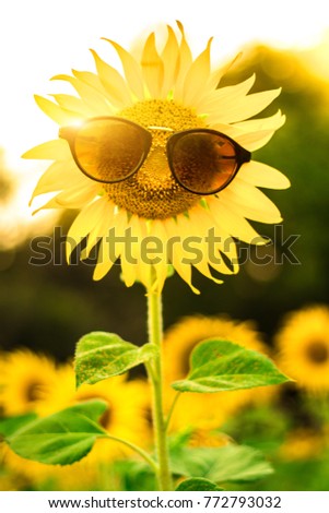 Sunflower wearing sunglasses, Looks like a mouth open to say something. (Flowers with faces)