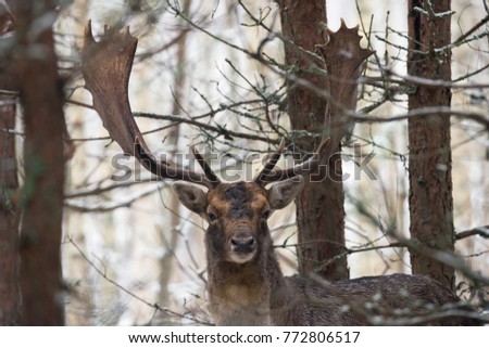 Single Fallow Deer (Daniel) With Gorgeous Horns  Standing In A Belorussian Forest Under First Snow Falling. Deer  Relaxed And Looking At Me In The Distance.  Graceful Doe In The Thicket Of The Forest