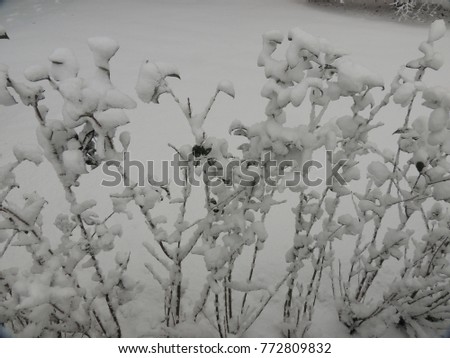 privet branches in the snow