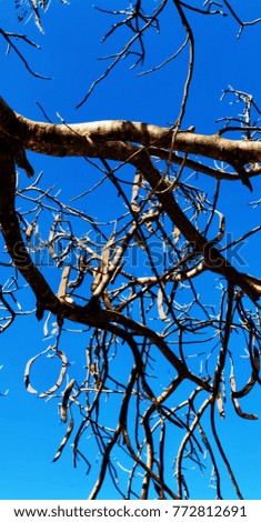 abstract texture of a branches in the empty sky like concept
