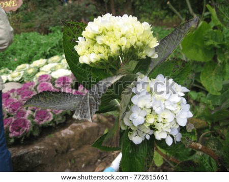 Hydrangea in Chiangmai, Thailand, behind is picture of group of ornamental cabbage.
