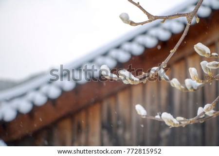 snow covered magnolia trees