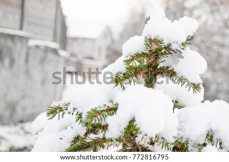 Beautiful Christmas tree covered with white and fluffy snow. Winter holiday background