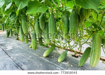 Cucumber growing at farm background Royalty-Free Stock Photo #772818541