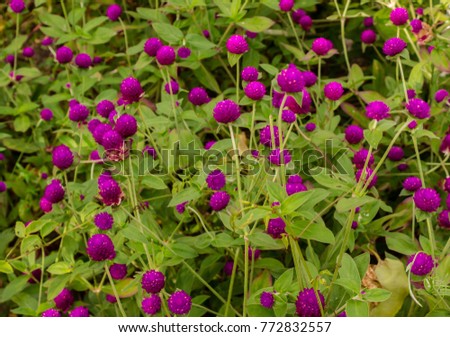 Colorful Gomphrena flowers in evening