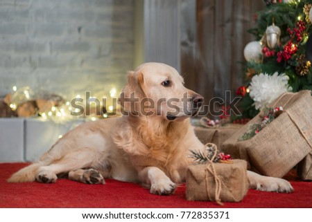 Adorable Golden Retriever Dog near Christmas Tree and Presents on red coat. Pets care concept. Happy New Year, Christmas.