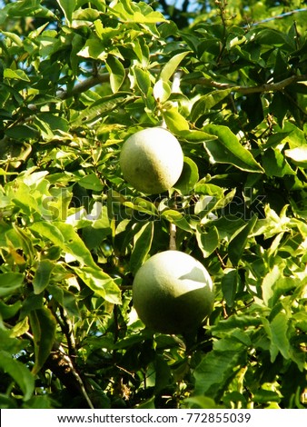 Aegle marmelos, commonly known as bael, Bengal quince,Japanese bitter orange,stone apple is a species of tree native to India, Nepal, the Andaman and Nicobar Islands and Myanmar.