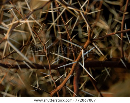 abstract picture of  plant that restrain water by these spikes