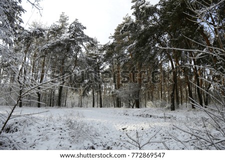 Winter, forest, snow. Snow-covered pine forest, beautiful winter landscape, nature.
