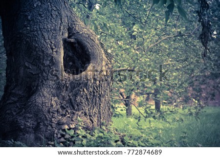 Hole in the trunk of an old tree in the park vintage background.