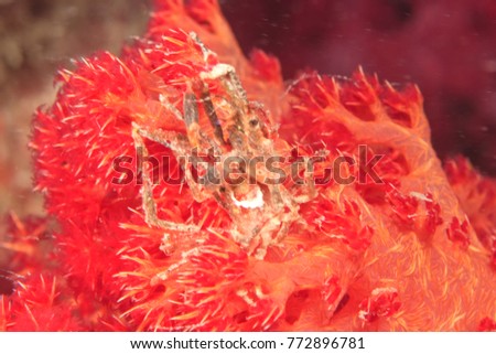 Soft Coral Crab, Bligh Water, Viti Levu, Fiji, South Pacific
