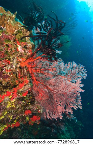 colorful Gorgonian Sea Fans & Crinoids, Bligh Water, Viti Levu, Fiji, South Pacific
