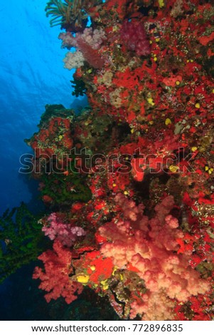 Schooling Fairy Basslets (Pseudanthias squamipinnis) near  Vibrant Gorgonian Sea Fans & Colorful, healthy Coral Reef, Bligh Water, Viti Levu, Fiji, South Pacific