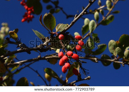 Barberry in fall