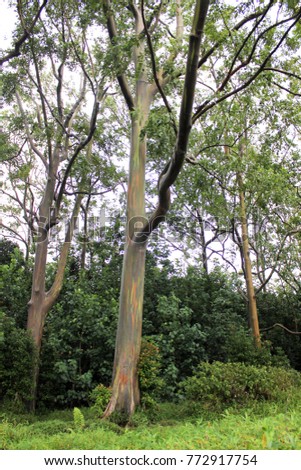 Rainbow eucalyptus/painted eucalyptus trees on Road to Hana in Maui Hawaii