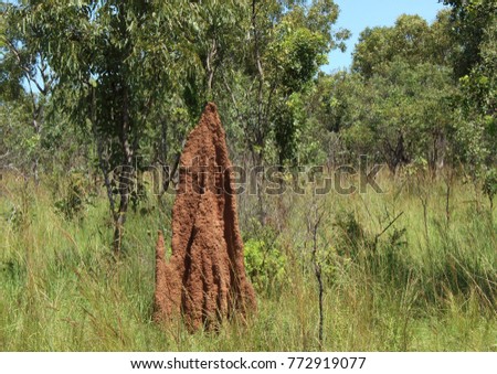 Landscape picture of a large termite mound surrounded by grass with a tree in the background shot in the bush, in Northern Territory, Australia