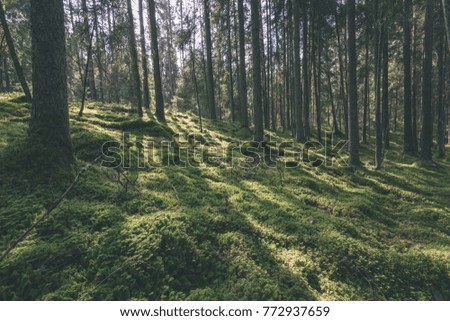 Old forest with moss covered trees and rays of sun in summer - vintage retro look