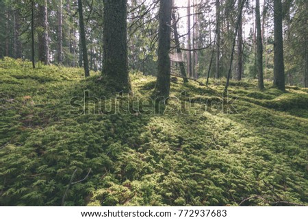 Old forest with moss covered trees and rays of sun in summer - vintage retro look