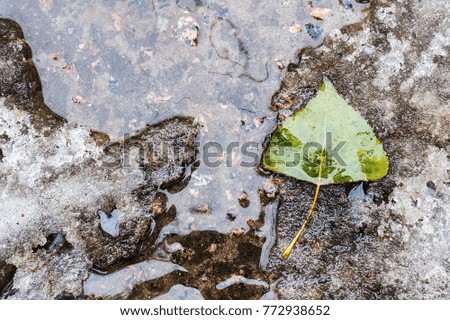autumn fallen leaf in a puddle with ice