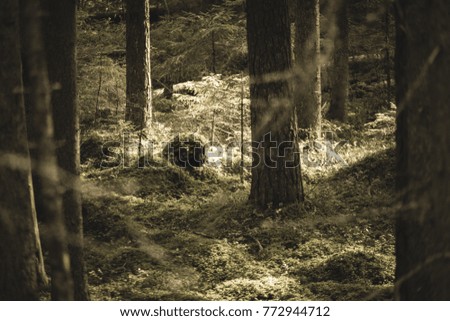 Old forest with moss covered trees and rays of sun in summer - soft vintage look