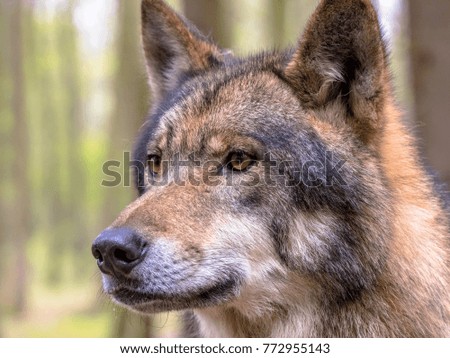 European Wolf (Canis lupus) closeup portrait in natural forest habitat looking to side