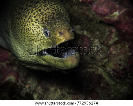 Giant Moray Eel (Gymnothorax javanicus) in tropical coral reef, Andaman sea, Thailand.
