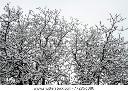 Branches in winter season with fresh fallen snow, against blue sky.