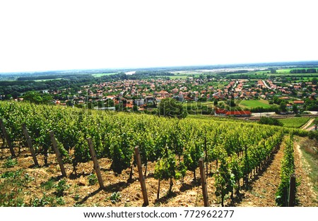 City View and vines on steep hillside in the famous Tokaj wine region, Hungary Royalty-Free Stock Photo #772962277