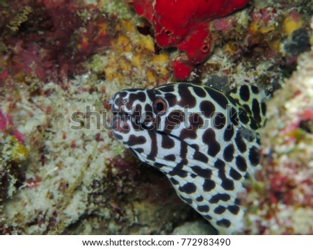 Honeycomb moray eel (Gymnothorax favagineus) in the coral reef, Andaman sea, Thailand