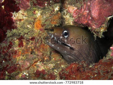 moray eel (Gymnothorax sp.) in the coral reef, Andaman sea, Thailand